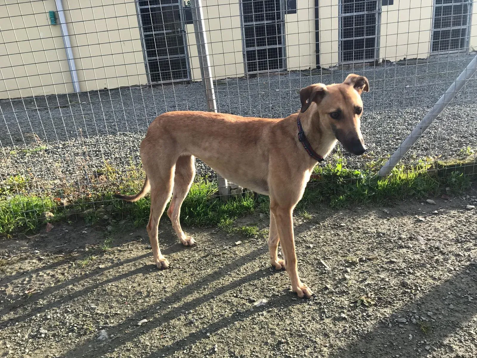 suzie adozione greyhound pet levrieri 37