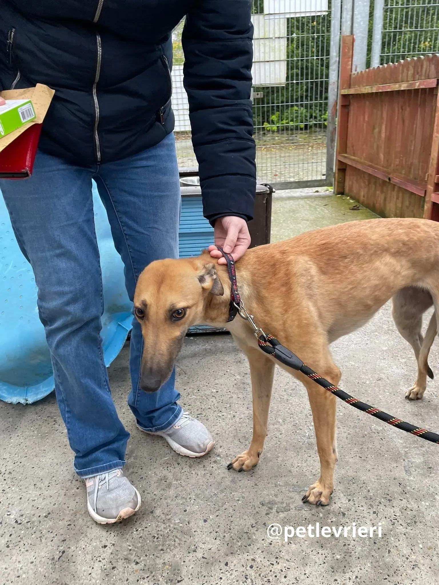 suzie adozione greyhound pet levrieri 8