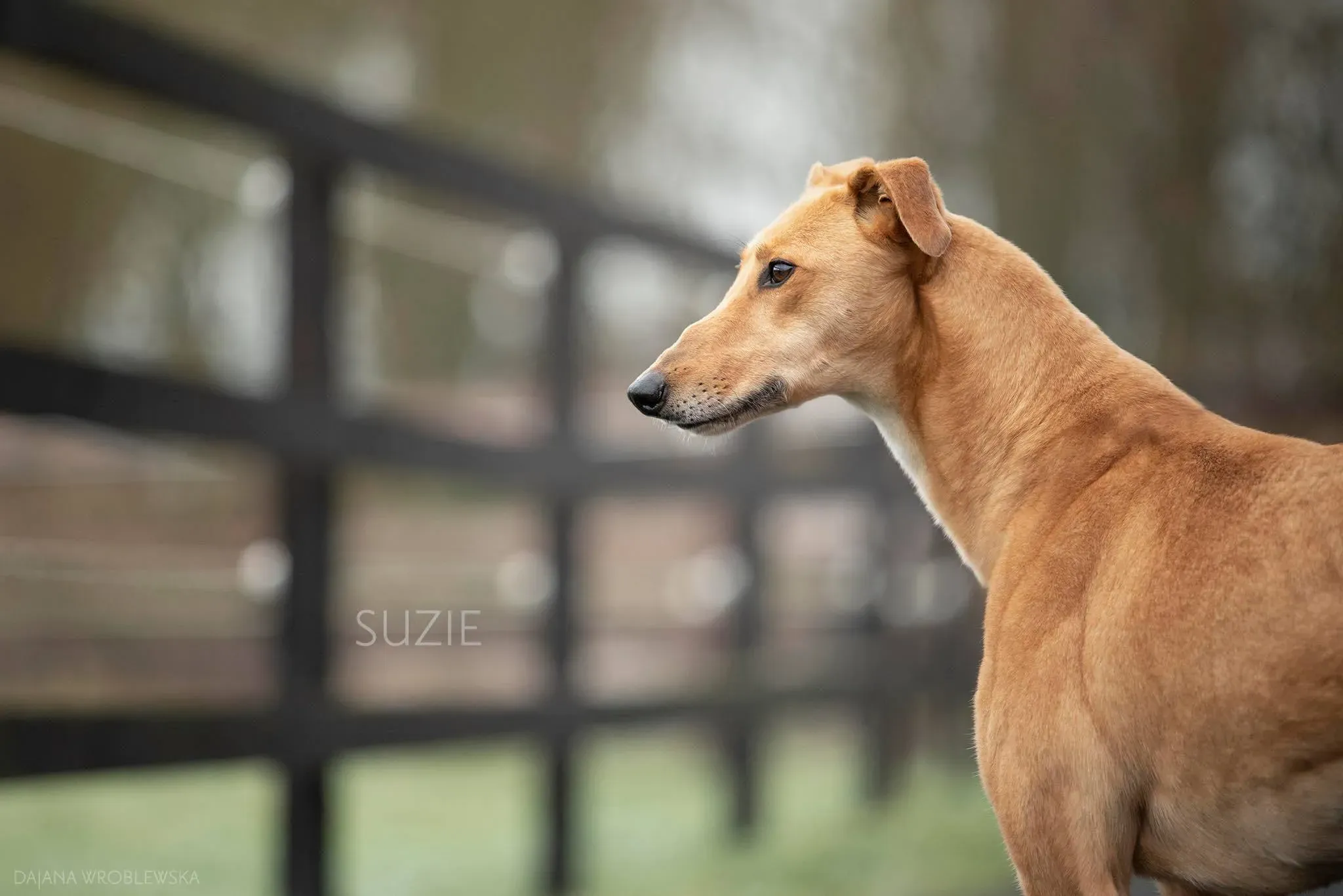 suzie adozione levrieri greyhound 1 1