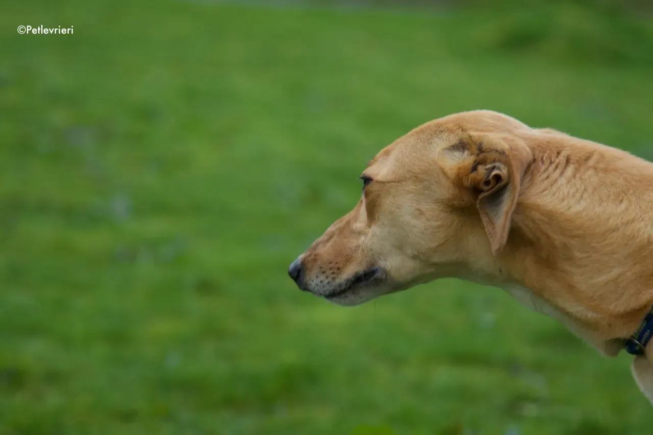 suzie adozione levrieri greyhound 1 2