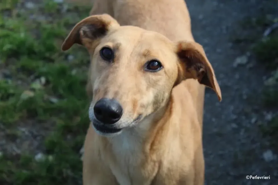 suzie adozione levrieri greyhound 1 3