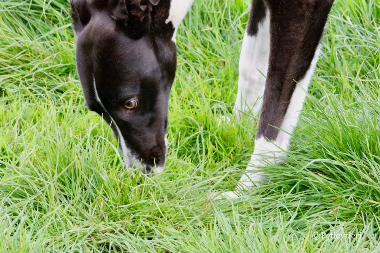 suzie adozione levrieri greyhound 1
