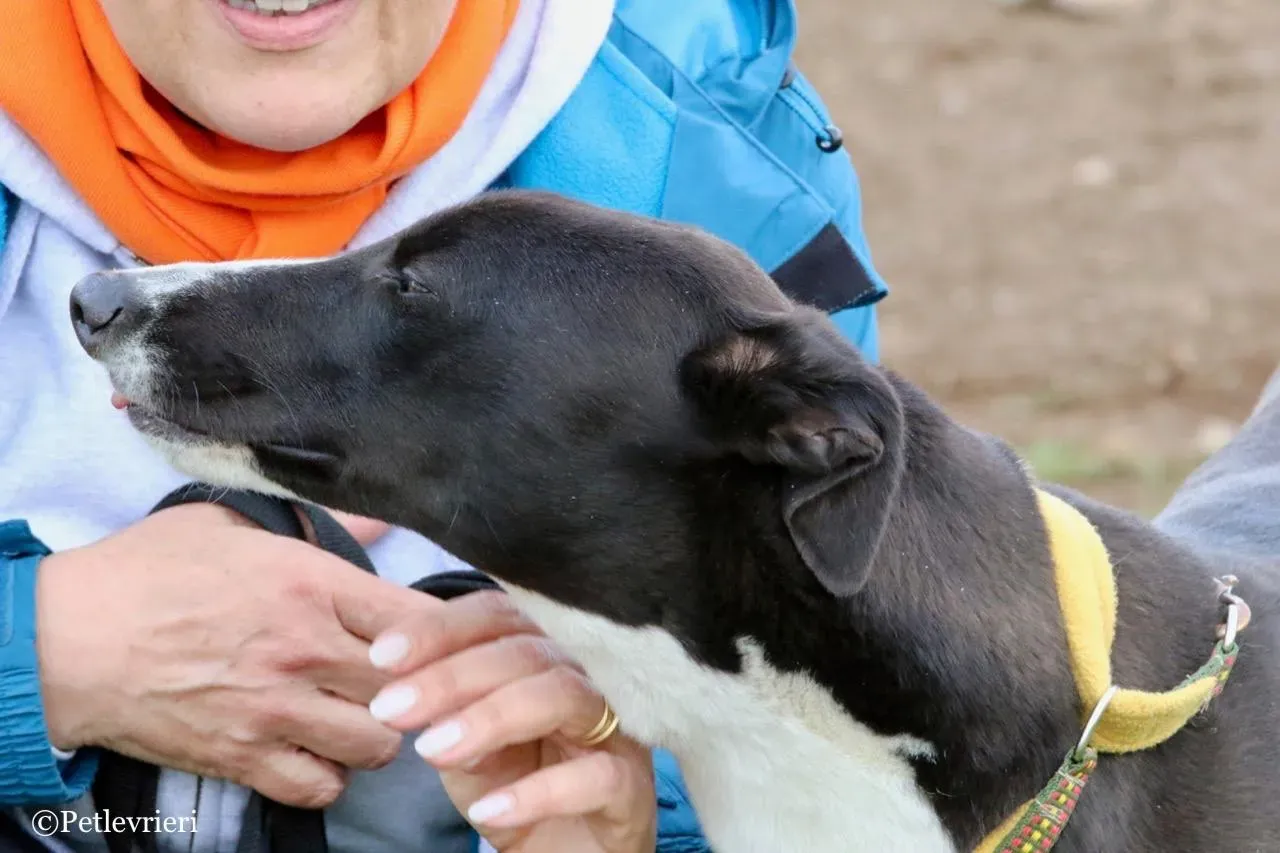 suzie adozione levrieri greyhound 11