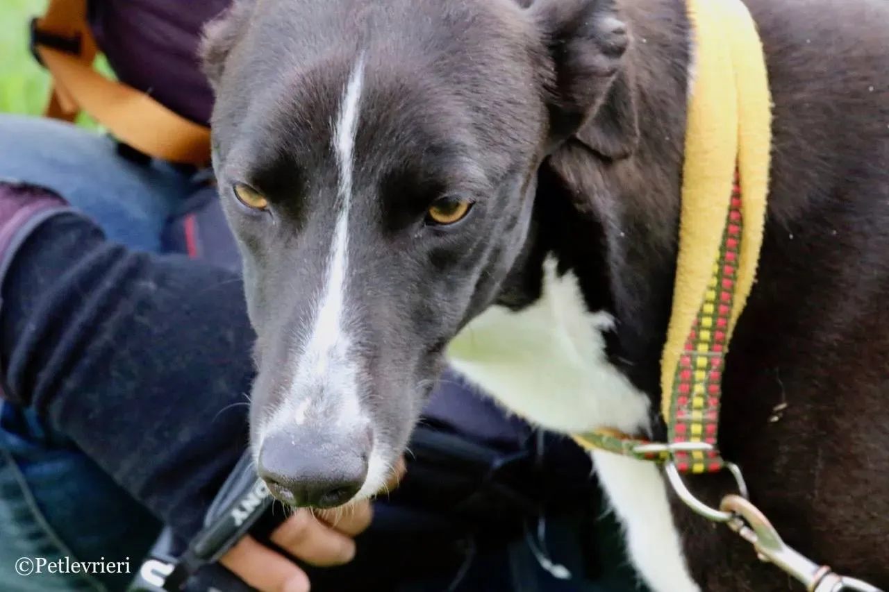 suzie adozione levrieri greyhound 12