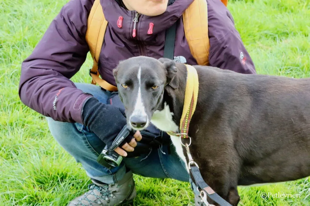 suzie adozione levrieri greyhound 13