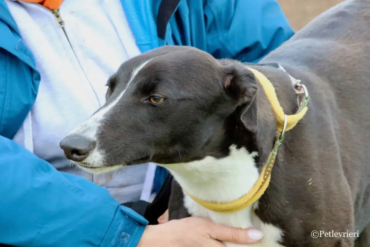 suzie adozione levrieri greyhound 14
