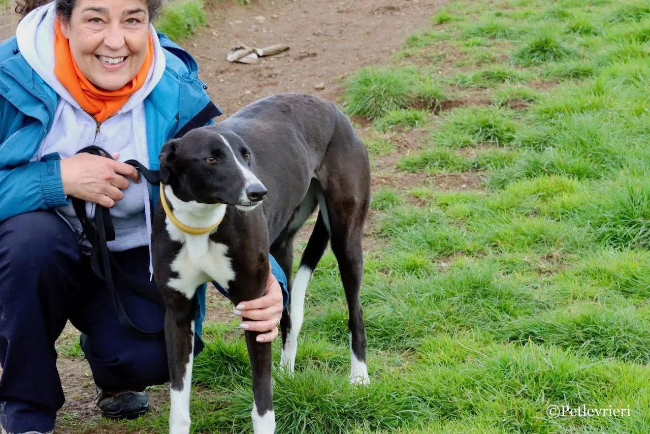 suzie adozione levrieri greyhound 15