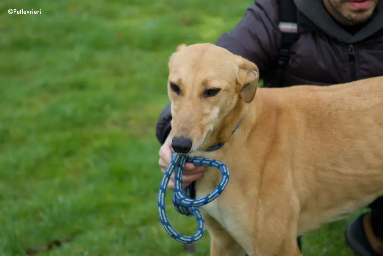 suzie adozione levrieri greyhound 6