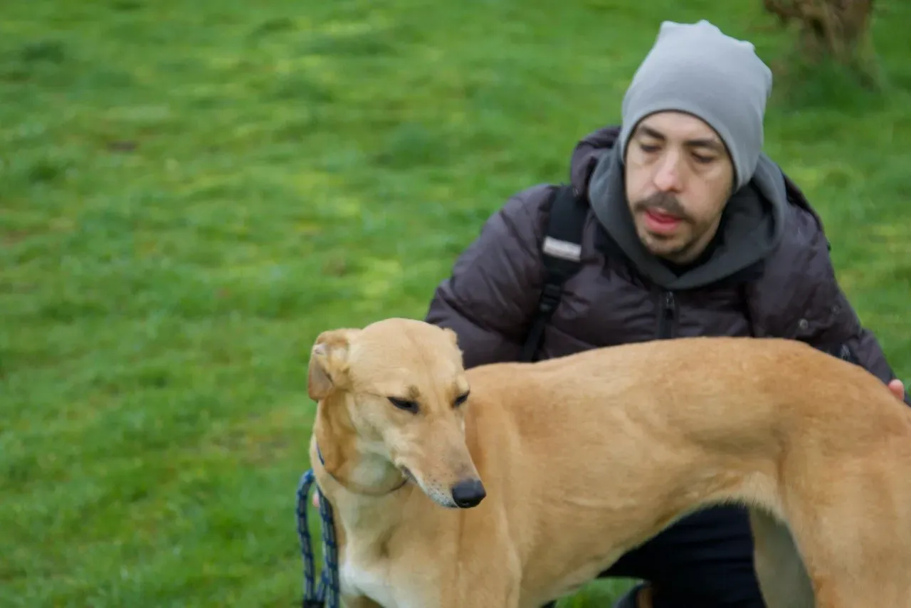 suzie adozione levrieri greyhound 2 1