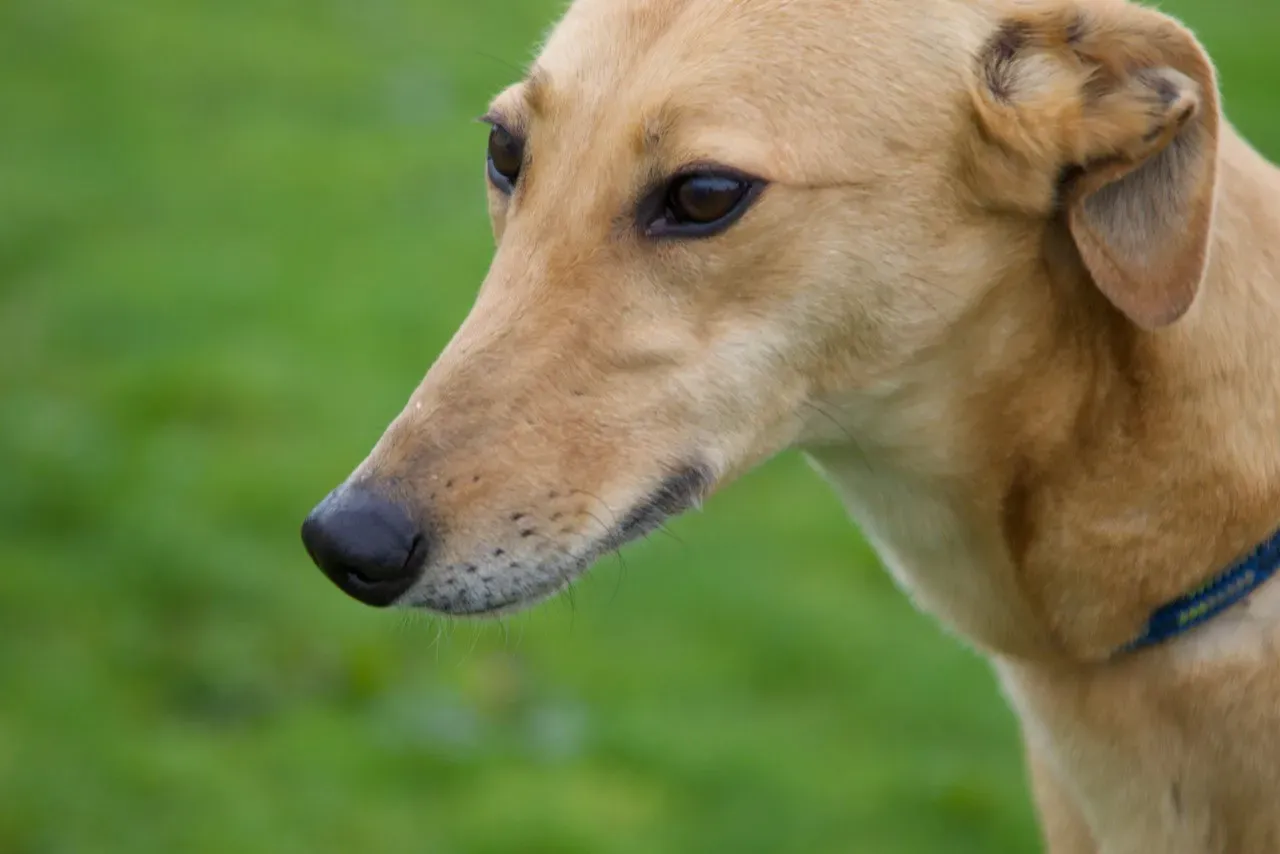 suzie adozione levrieri greyhound 3 1