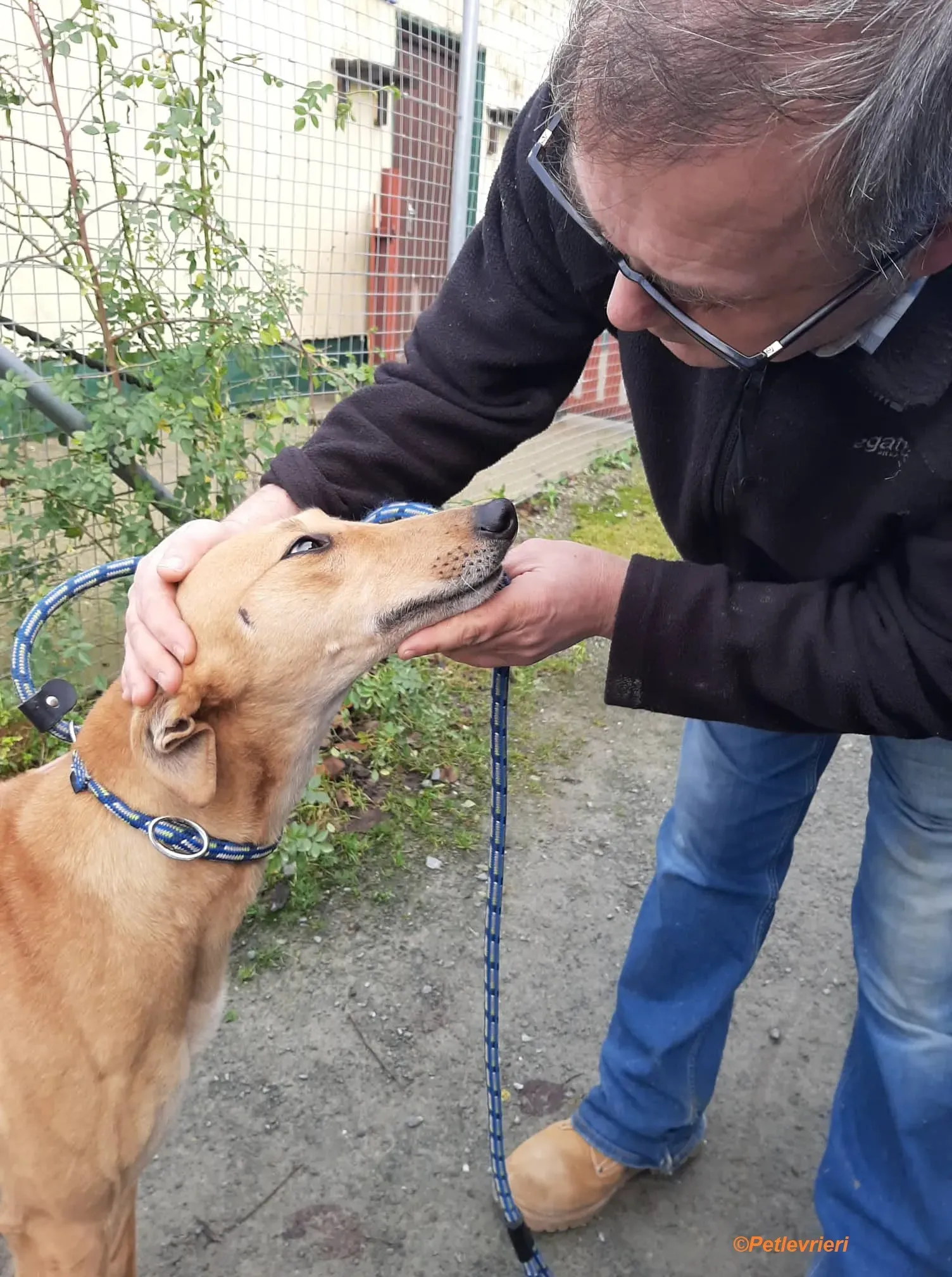 suzie adozione levrieri greyhound 3