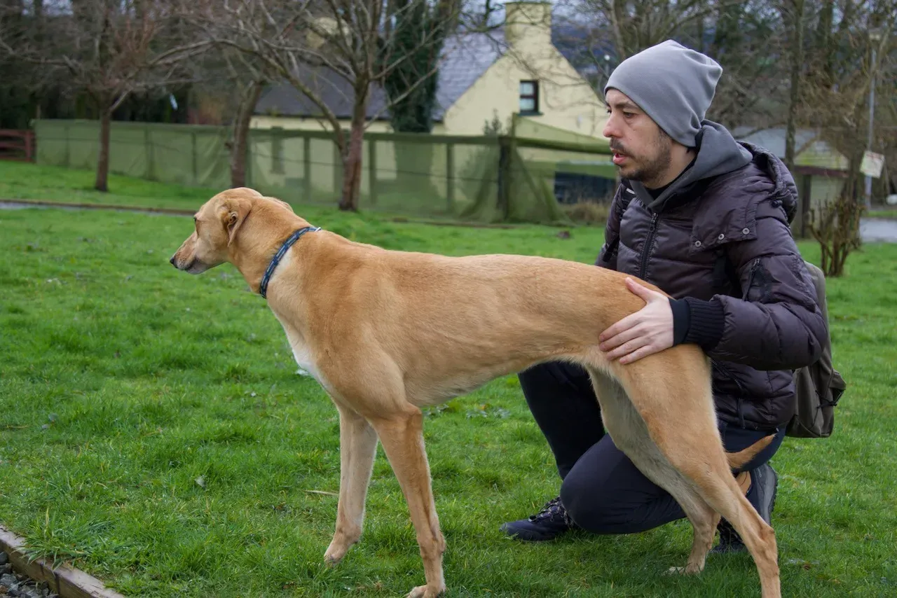 suzie adozione levrieri greyhound 4