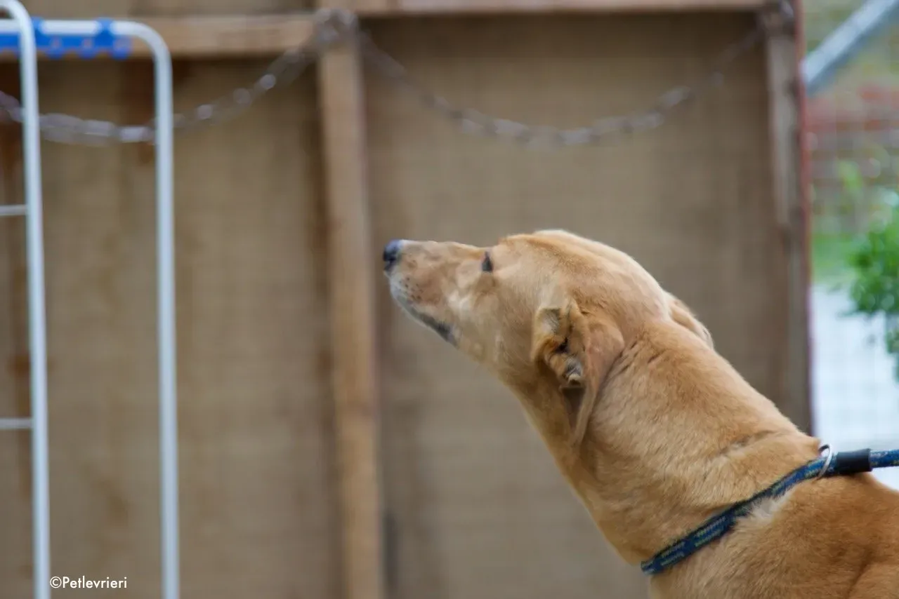 suzie adozione levrieri greyhound 5