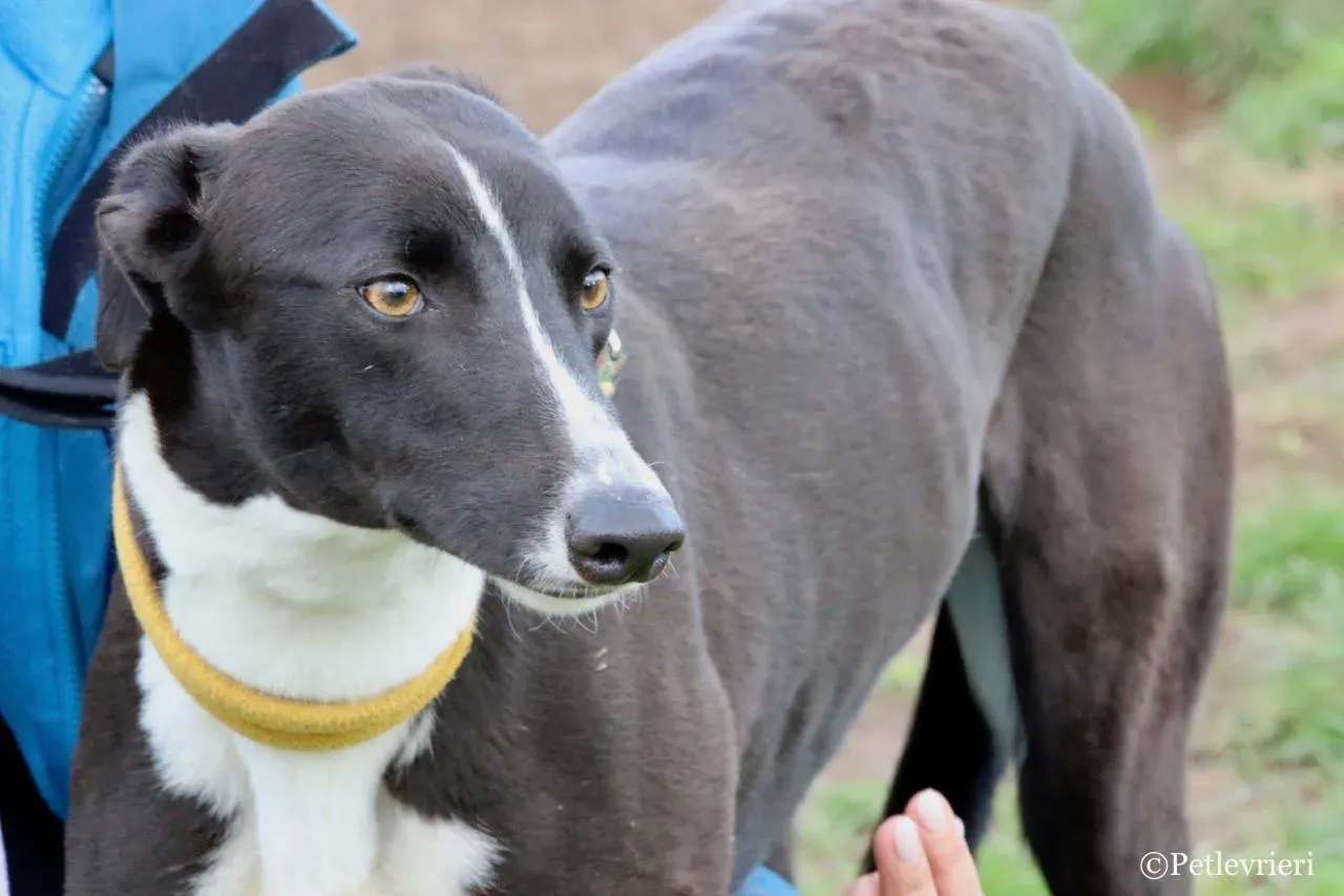 suzie adozione levrieri greyhound 8