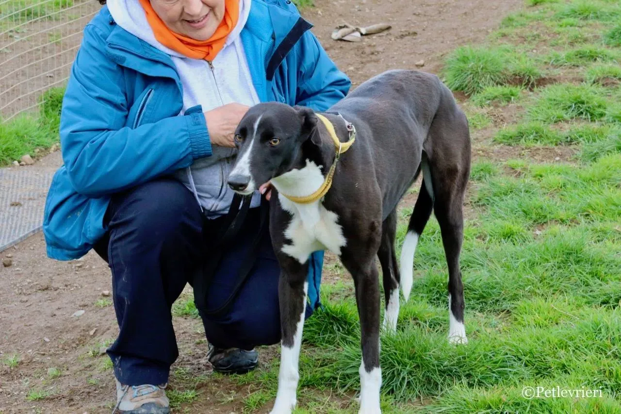 suzie adozione levrieri greyhound 9