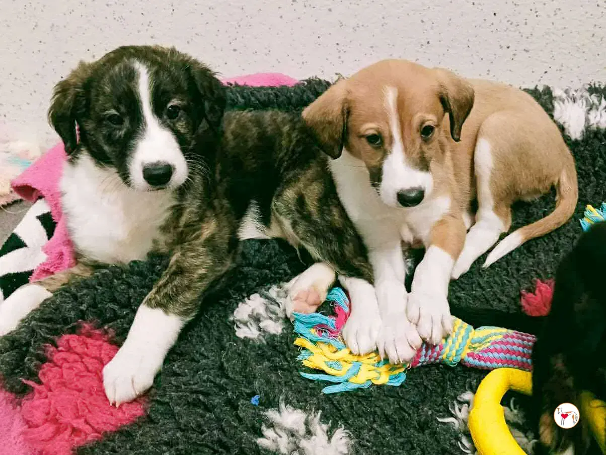 swayze grey cucciolo adozione 1