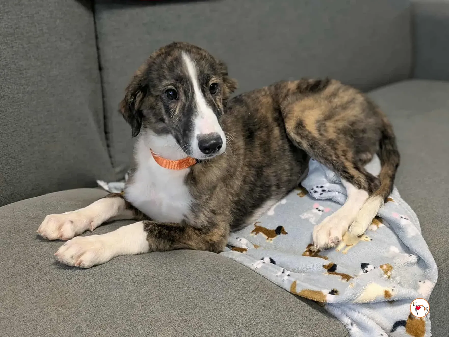 swayze grey cucciolo adozione 10