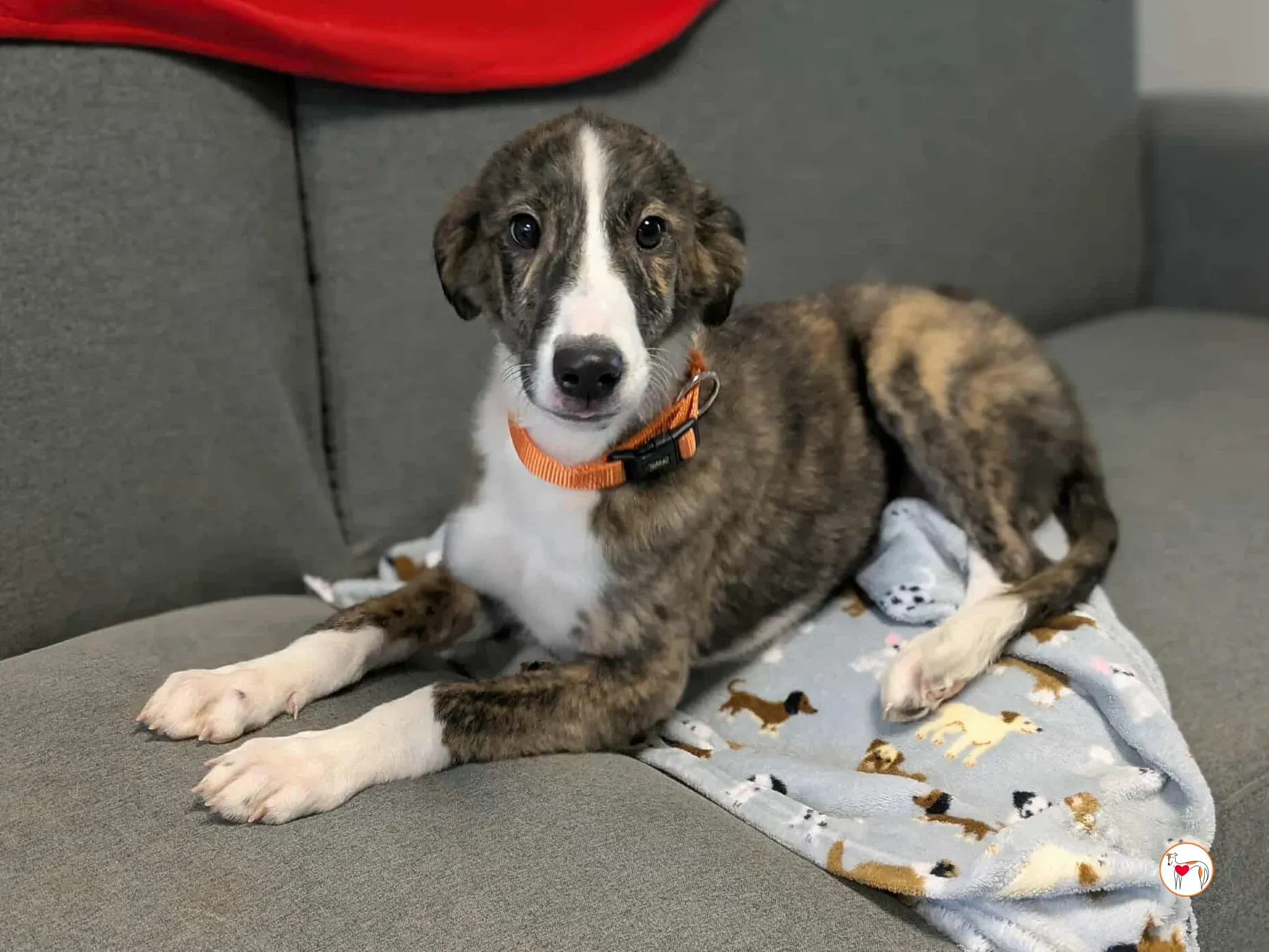 swayze grey cucciolo adozione 11