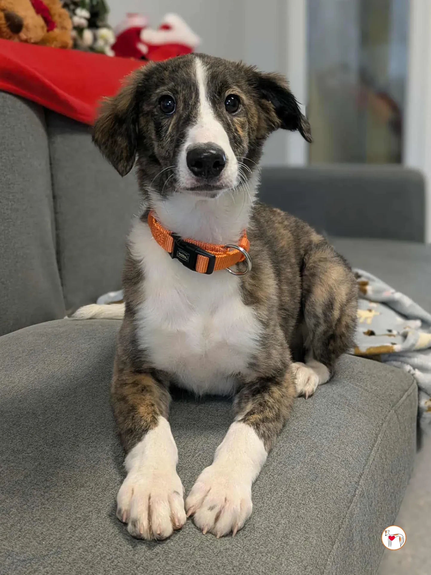 swayze grey cucciolo adozione 12