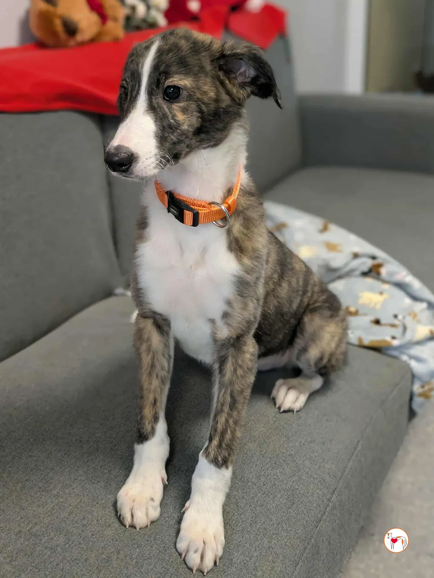 swayze grey cucciolo adozione 13