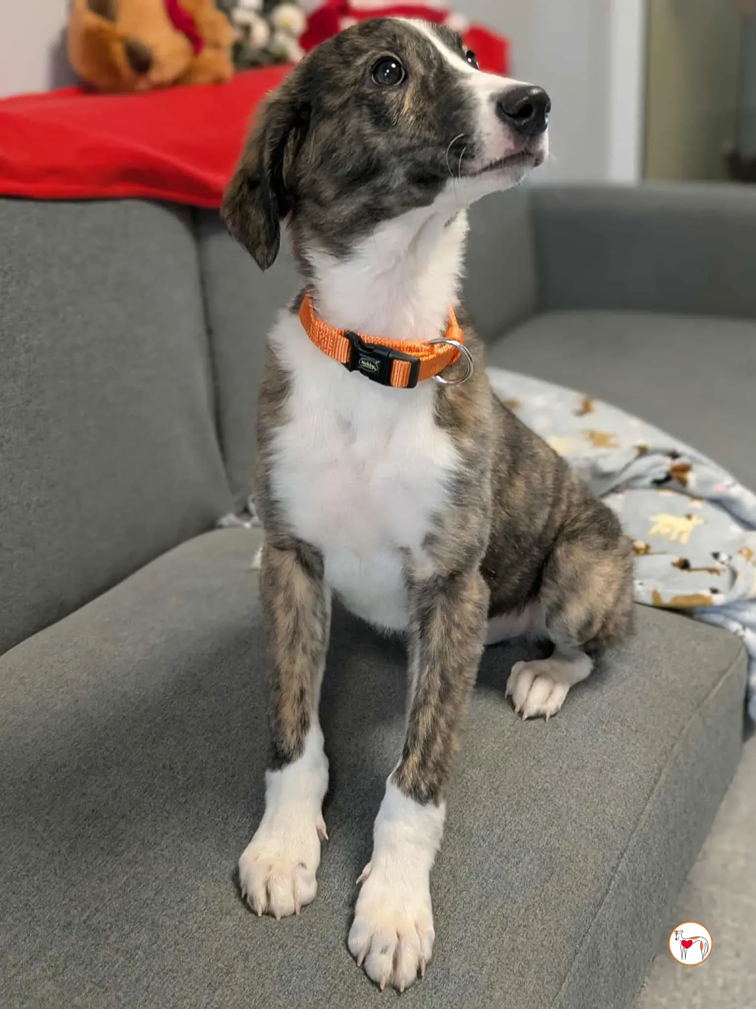 swayze grey cucciolo adozione 14