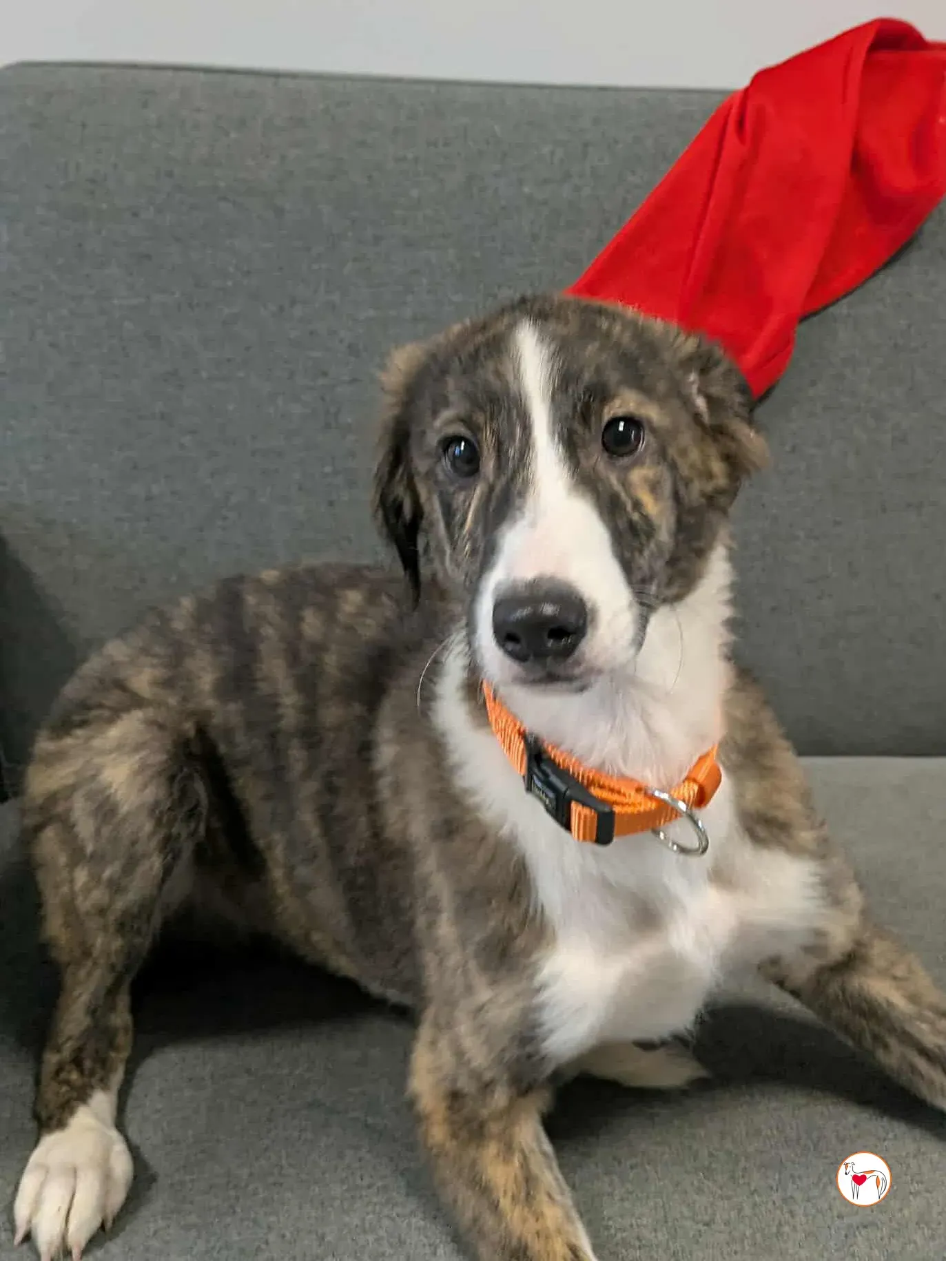 swayze grey cucciolo adozione 15