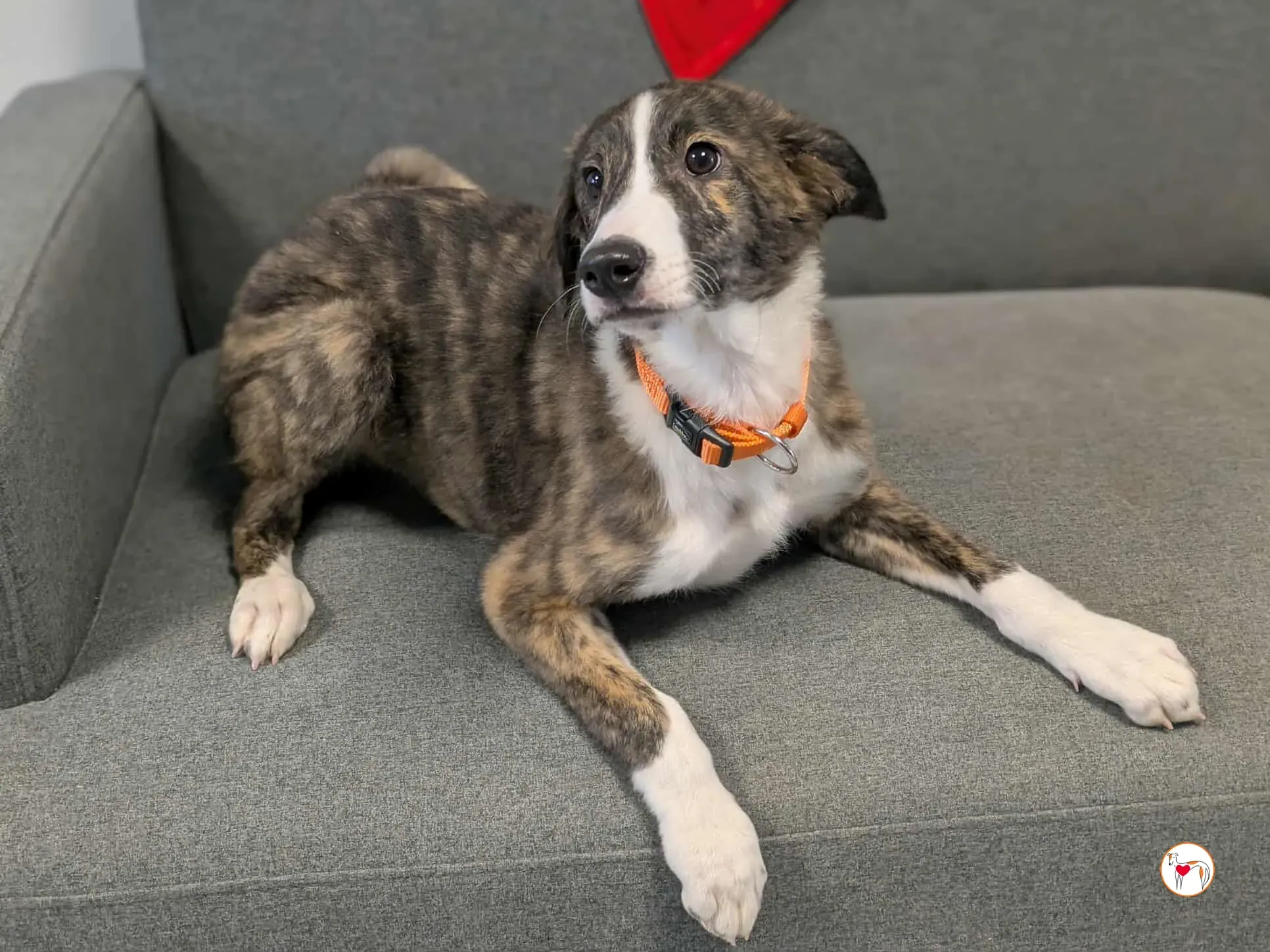 swayze grey cucciolo adozione 16