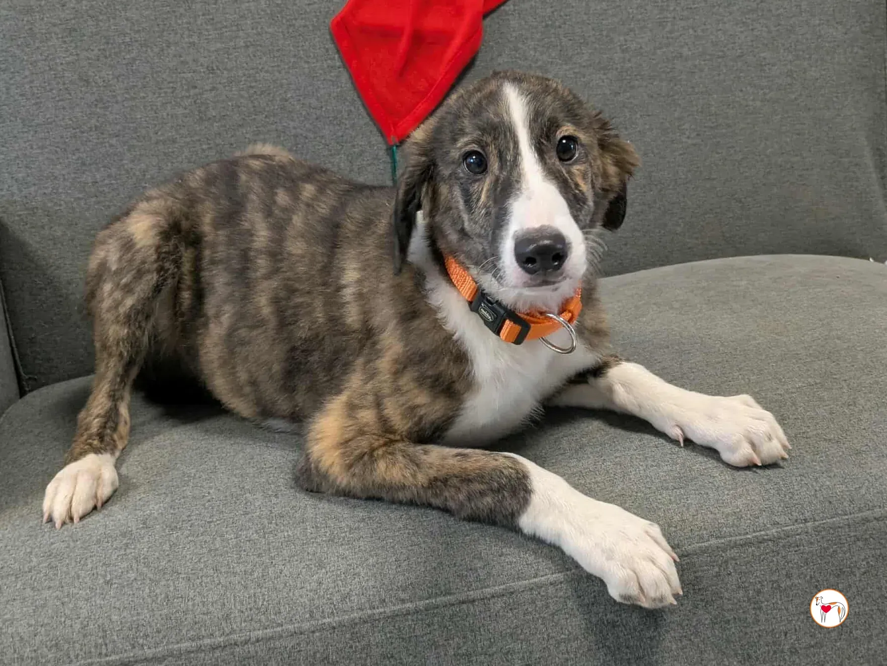 swayze grey cucciolo adozione 17