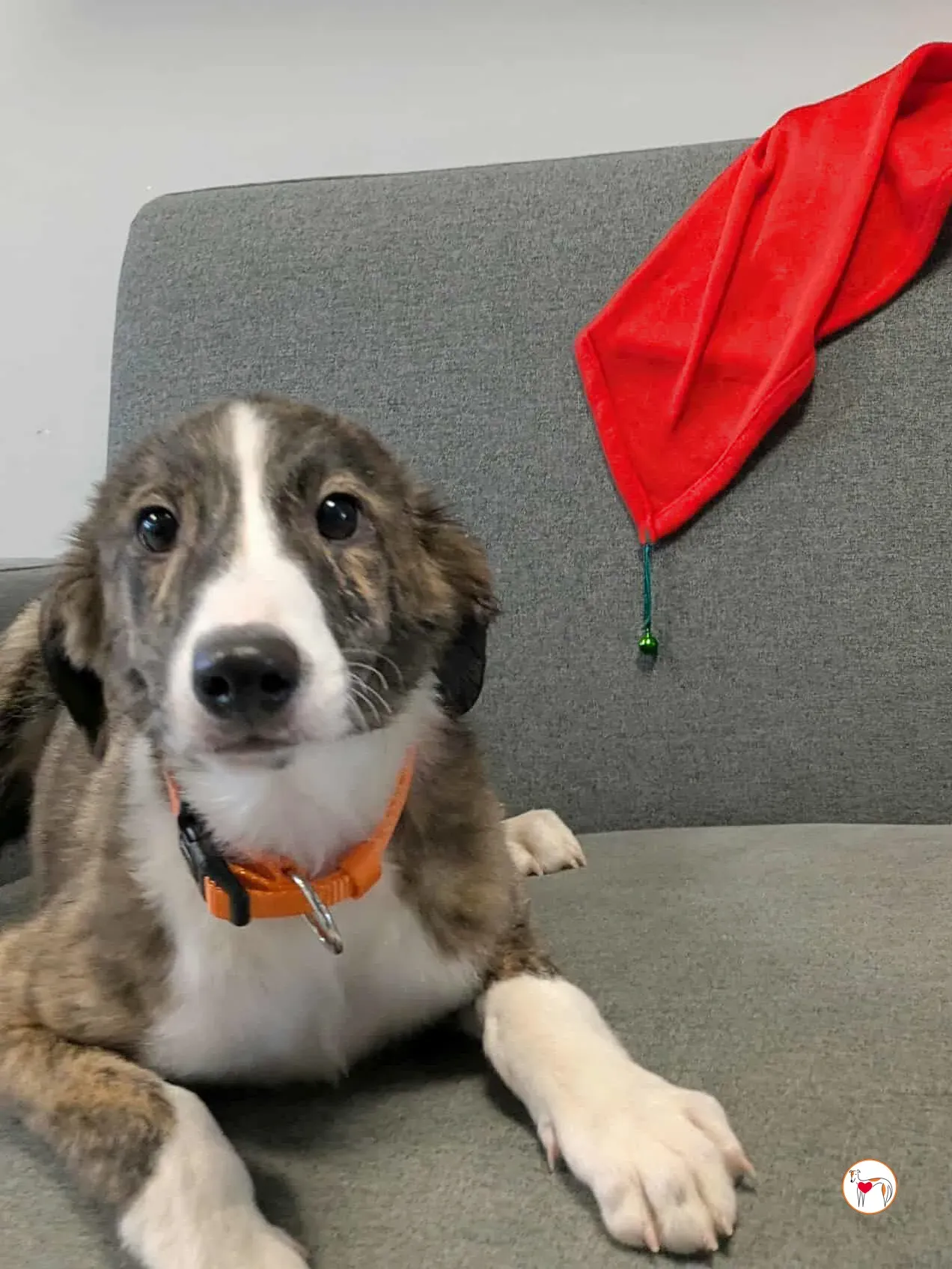 swayze grey cucciolo adozione 18