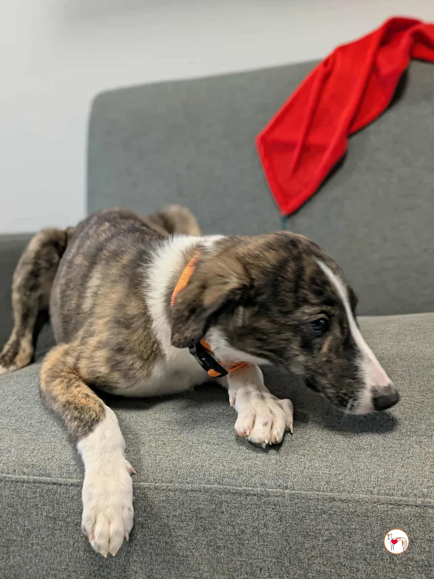 swayze grey cucciolo adozione 19