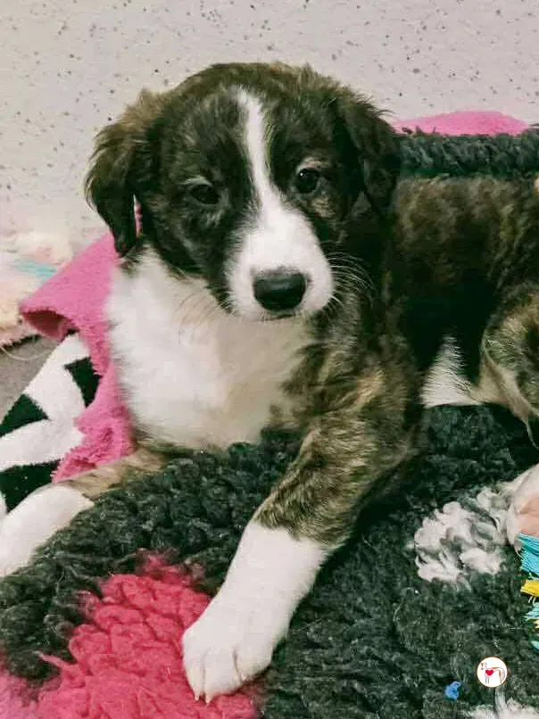 swayze grey cucciolo adozione 2