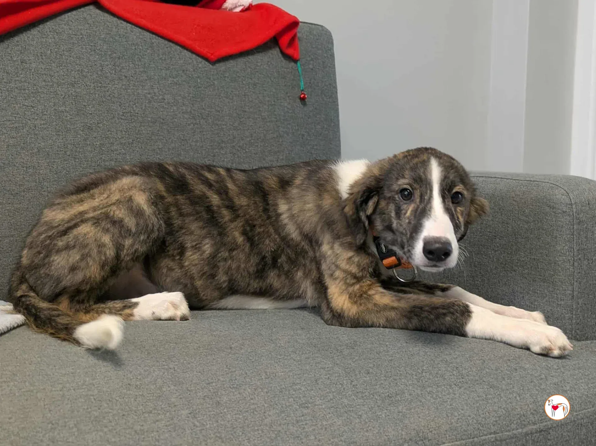 swayze grey cucciolo adozione 20