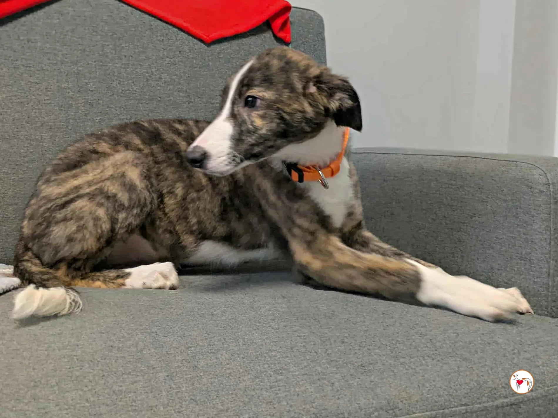 swayze grey cucciolo adozione 21