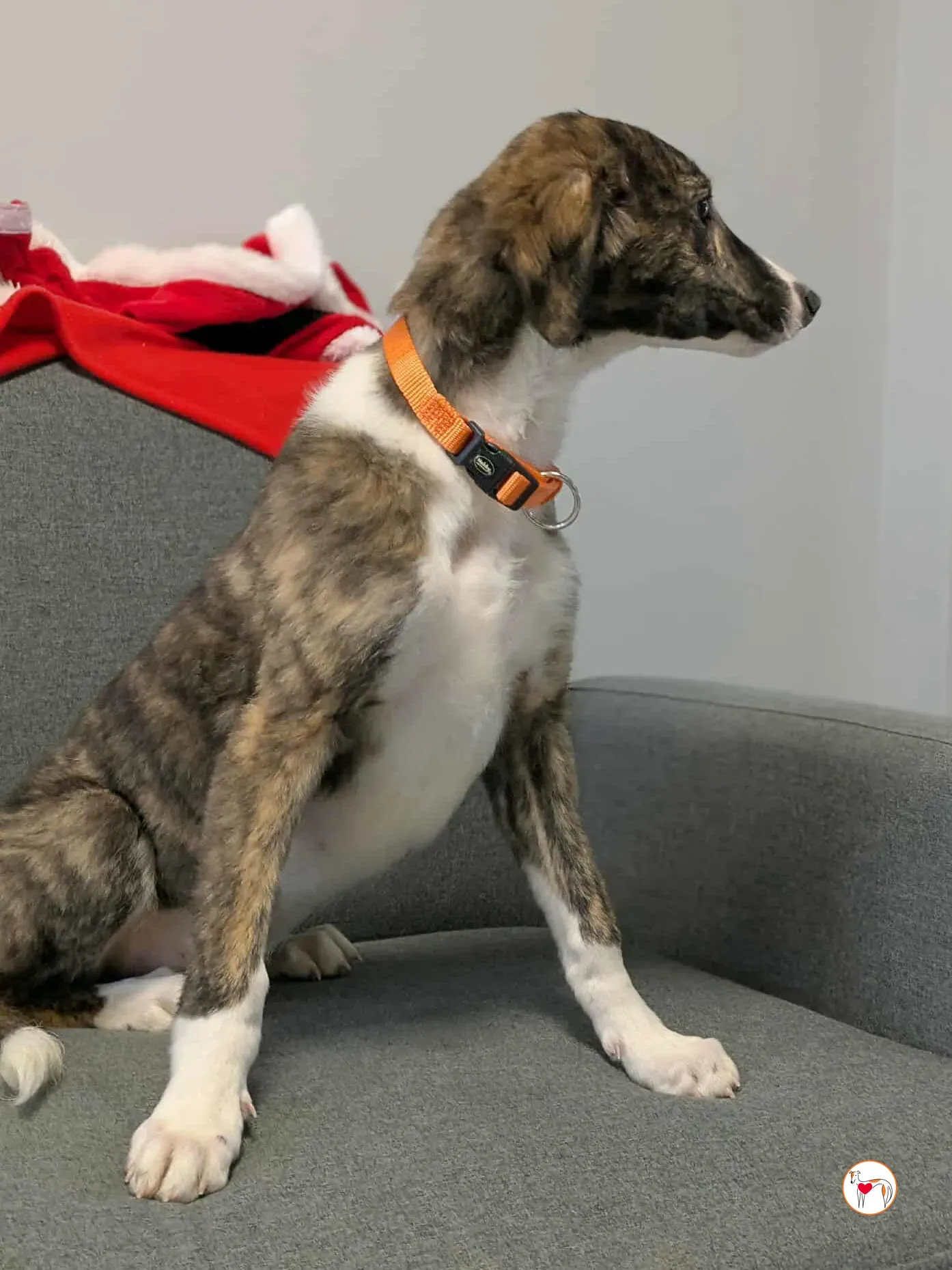 swayze grey cucciolo adozione 22