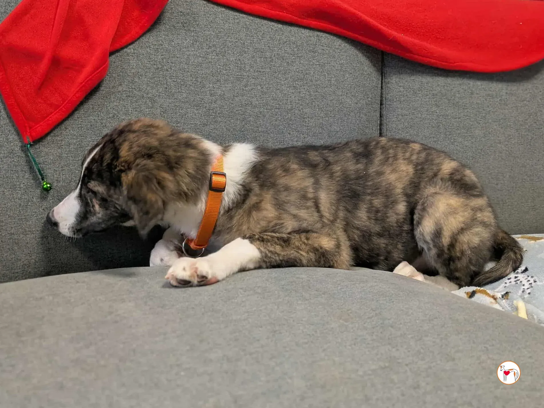 swayze grey cucciolo adozione 23