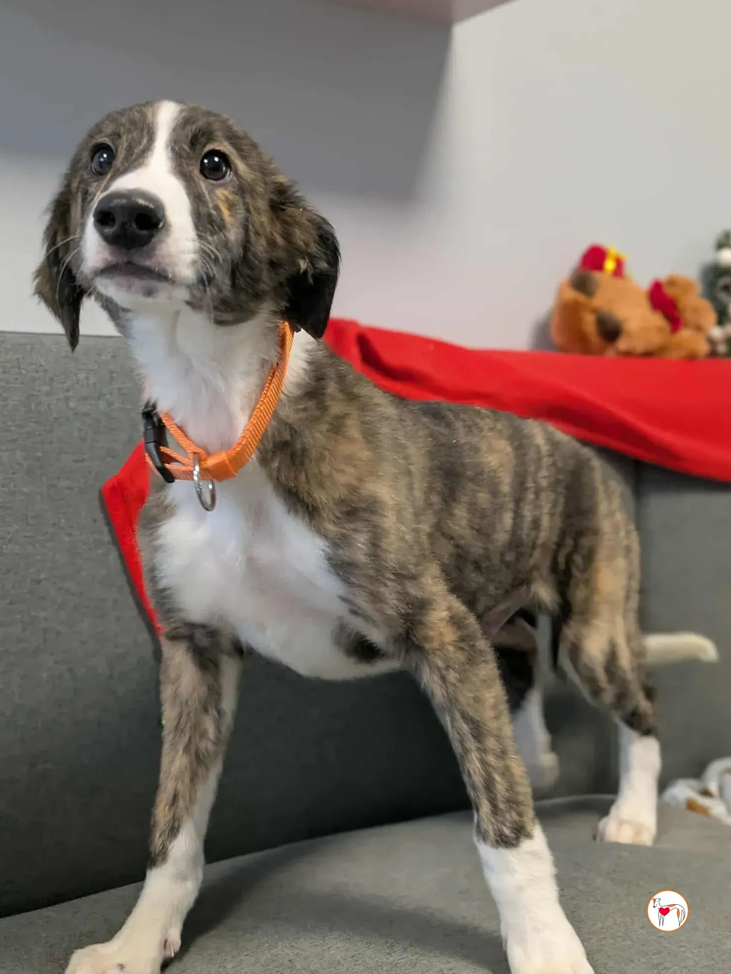 swayze grey cucciolo adozione 24