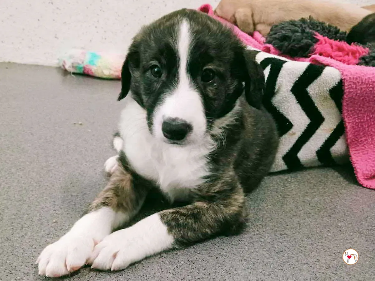 swayze grey cucciolo adozione 3