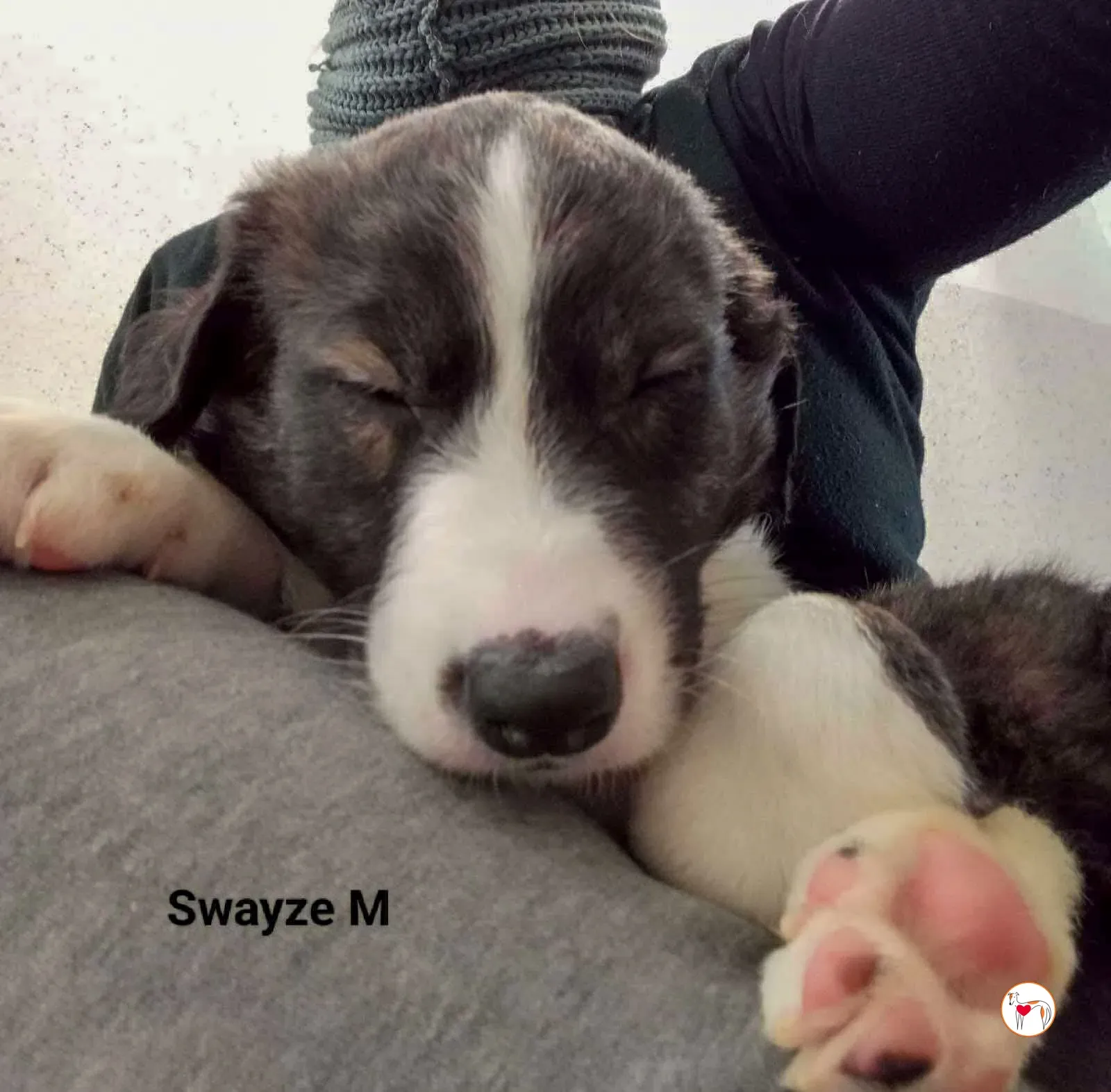 swayze grey cucciolo adozione 4