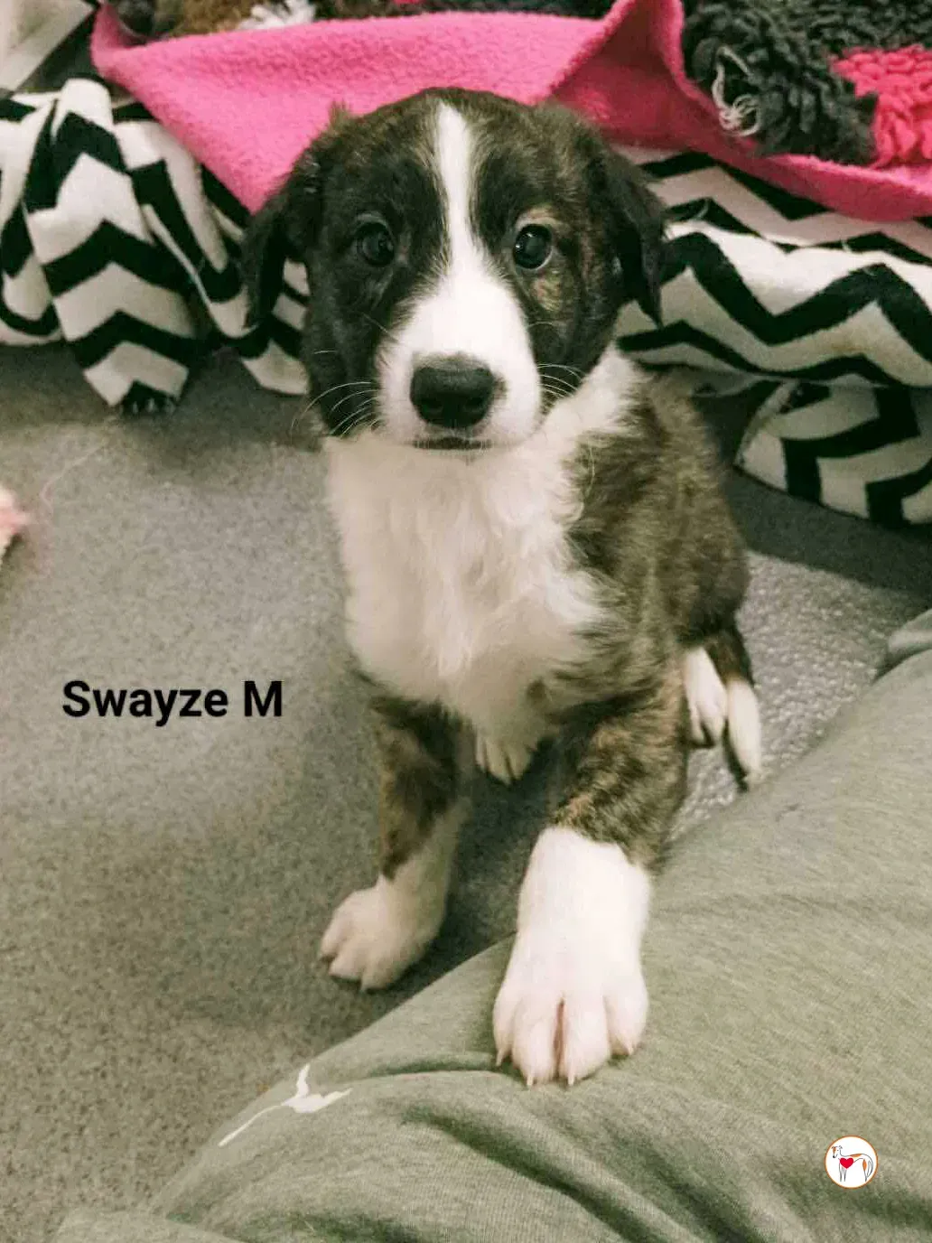 swayze grey cucciolo adozione 5