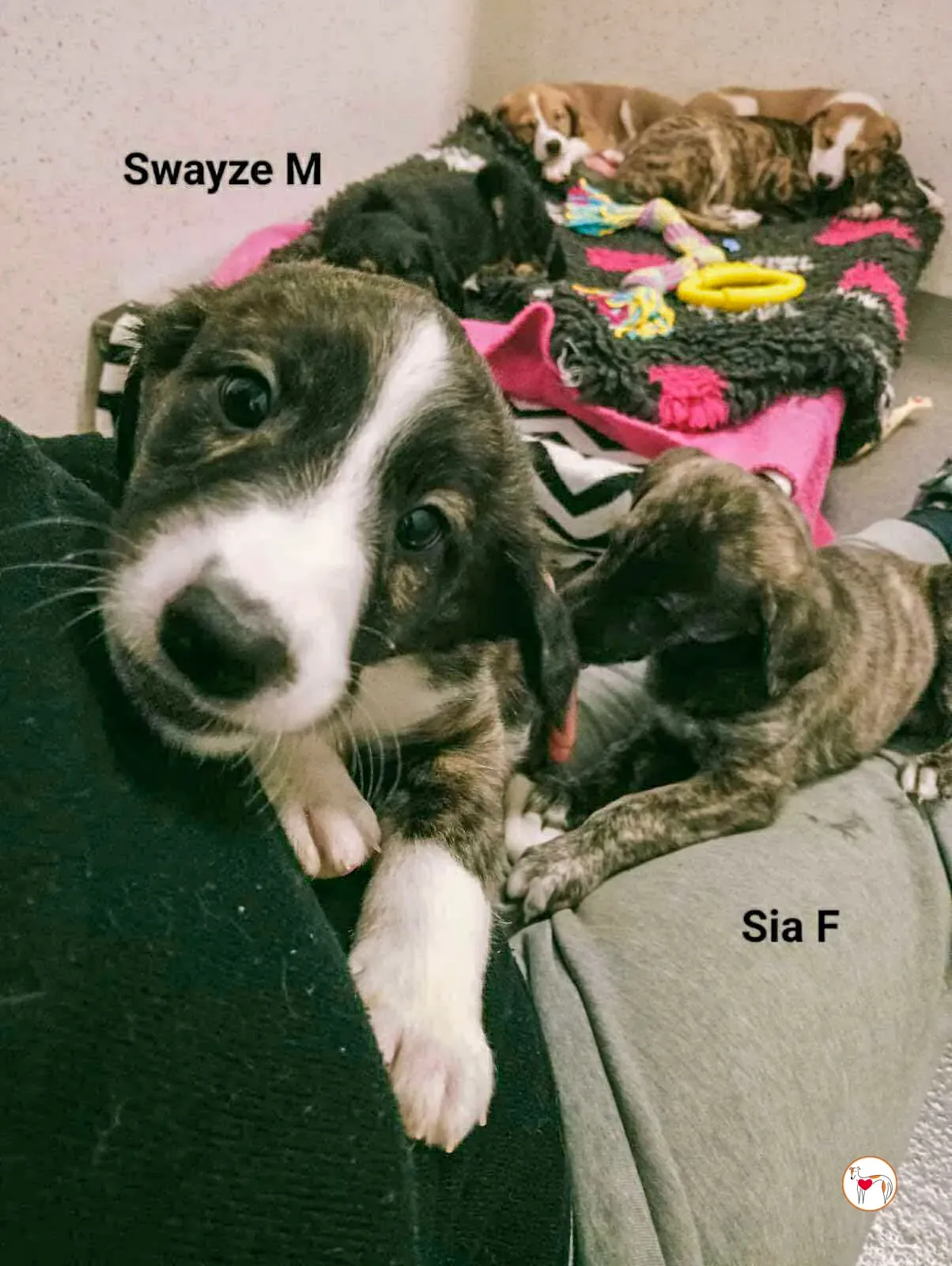 swayze grey cucciolo adozione 6