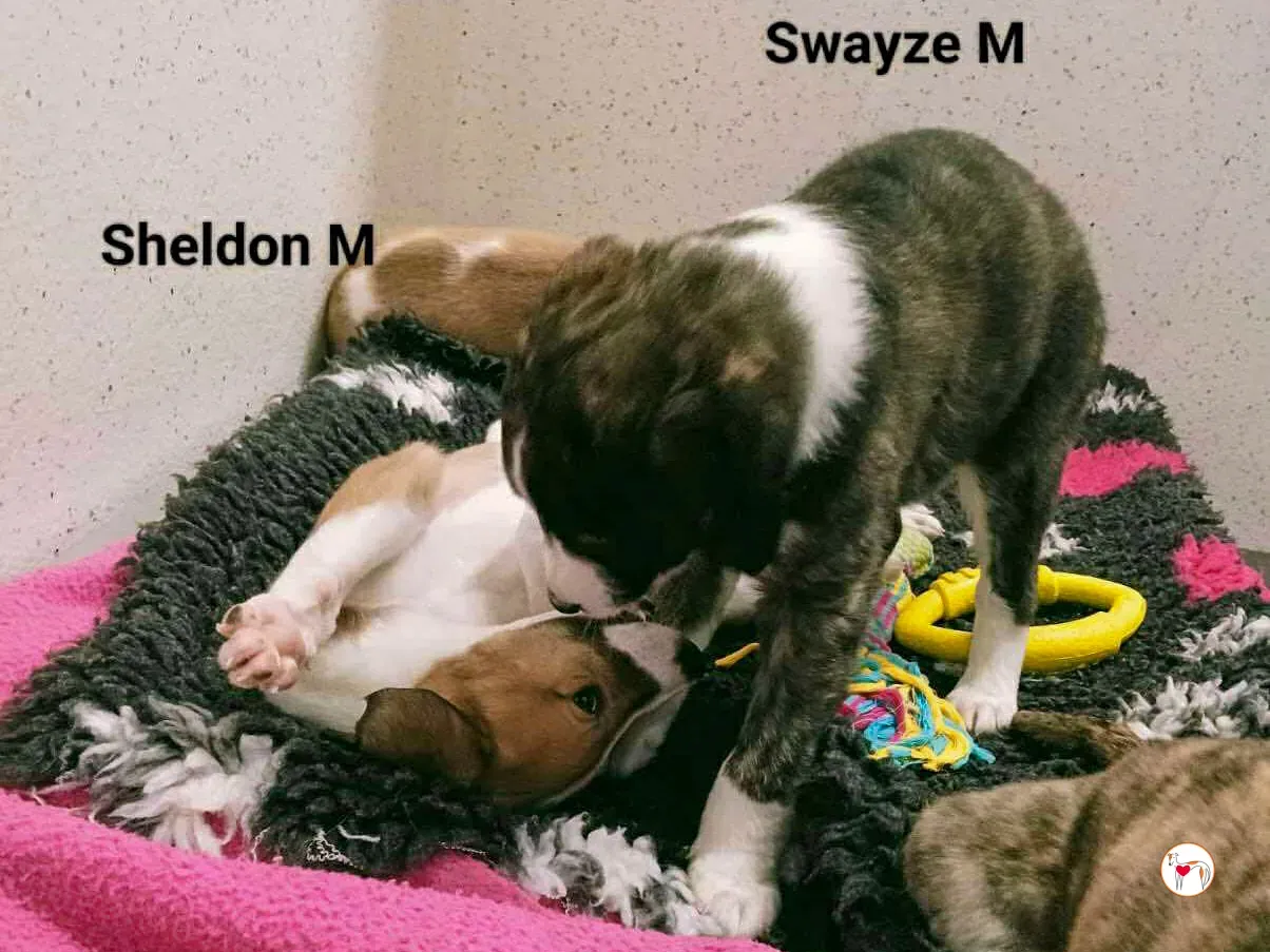 swayze grey cucciolo adozione 7