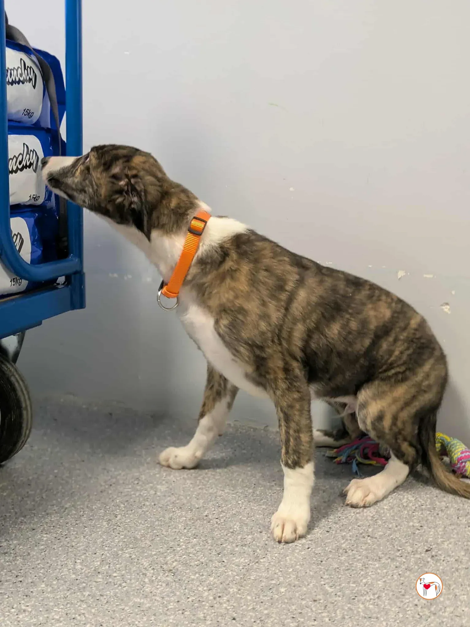 swayze grey cucciolo adozione 8