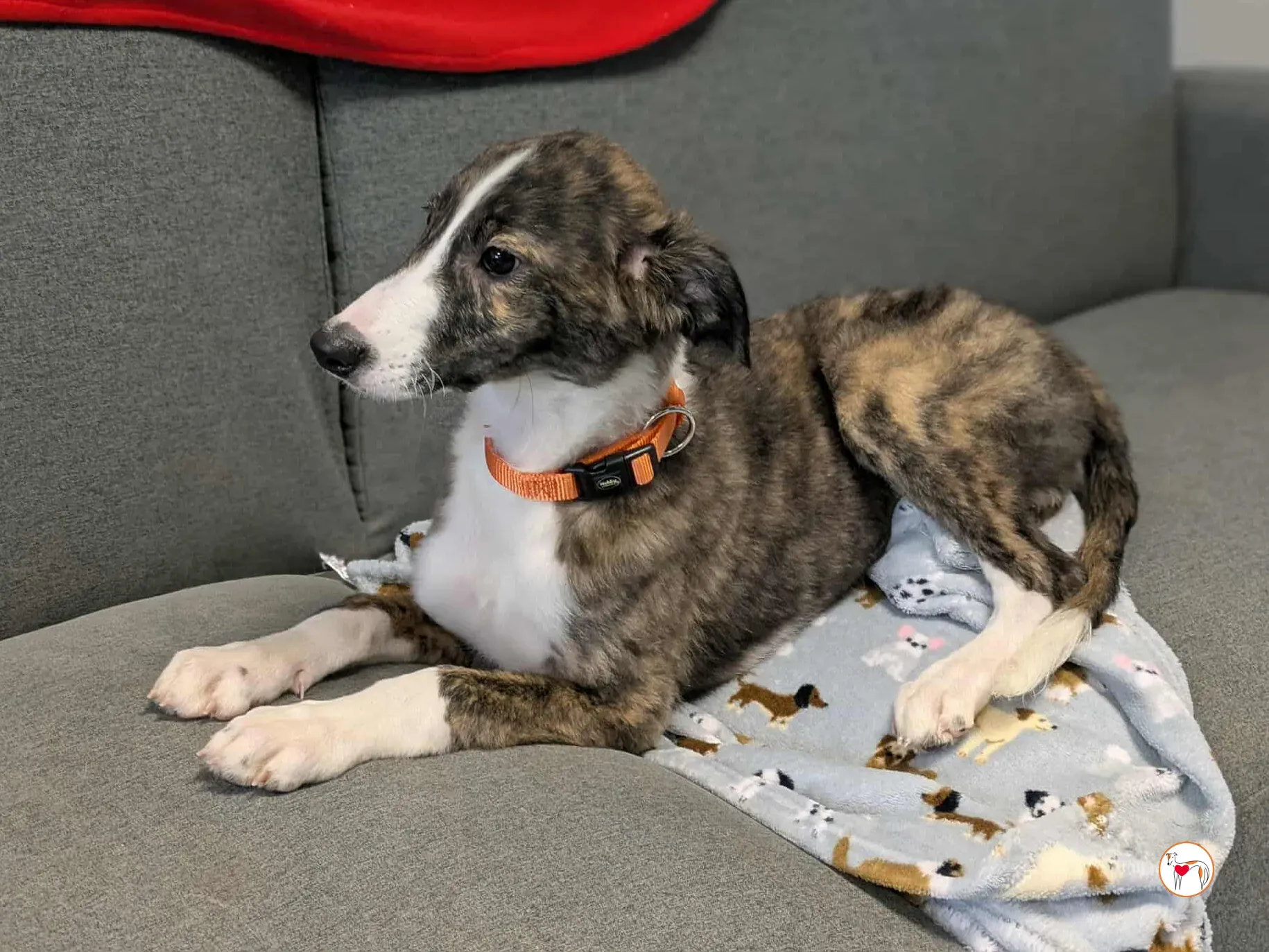 swayze grey cucciolo adozione 9