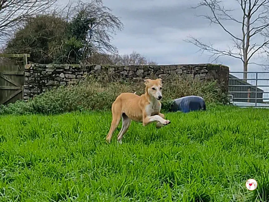 tai chi grey cucciolo adozione 1