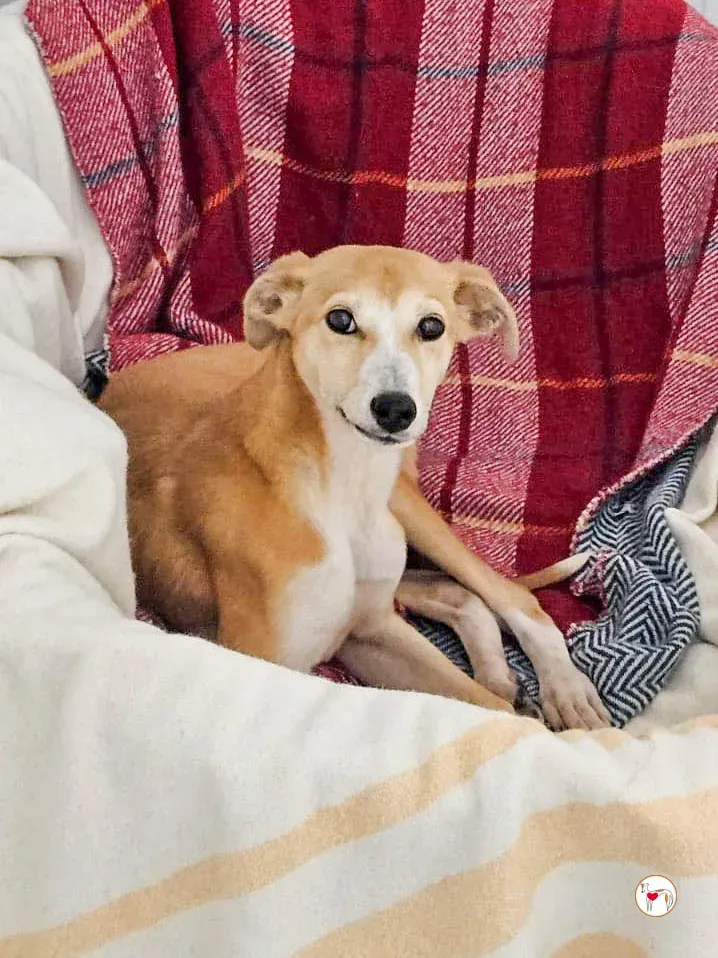 tai chi grey cucciolo adozione 2