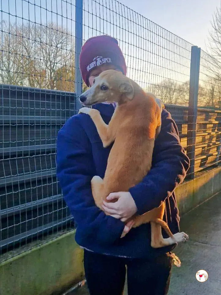 tai chi grey cucciolo adozione 3