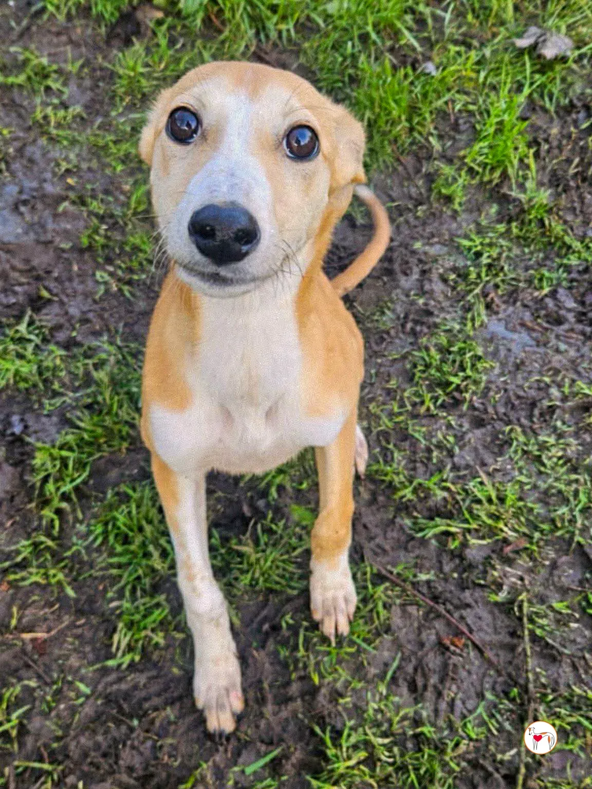 tai chi grey cucciolo adozione 4