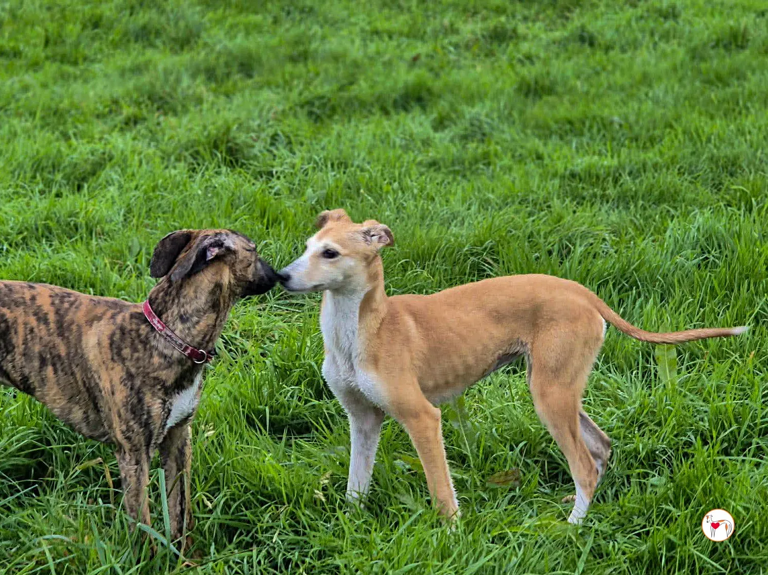 tai chi grey cucciolo adozione 5