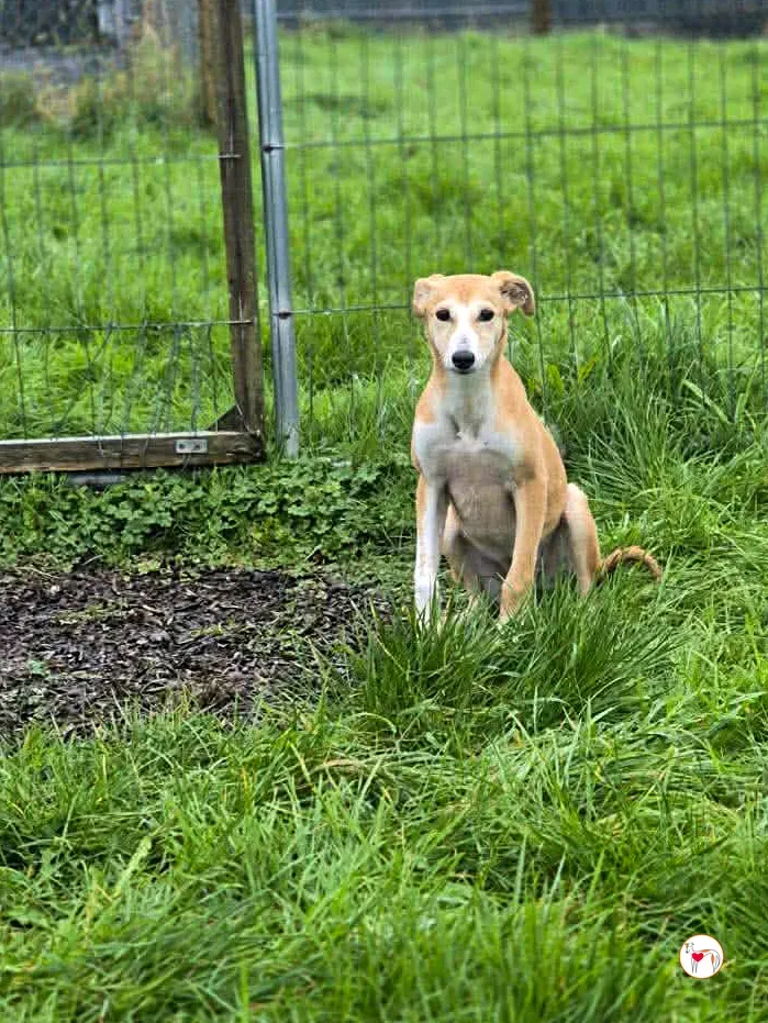 tai chi grey cucciolo adozione 6