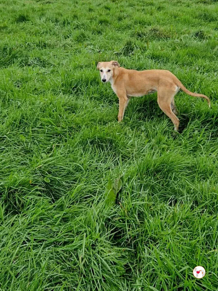 tai chi grey cucciolo adozione 7
